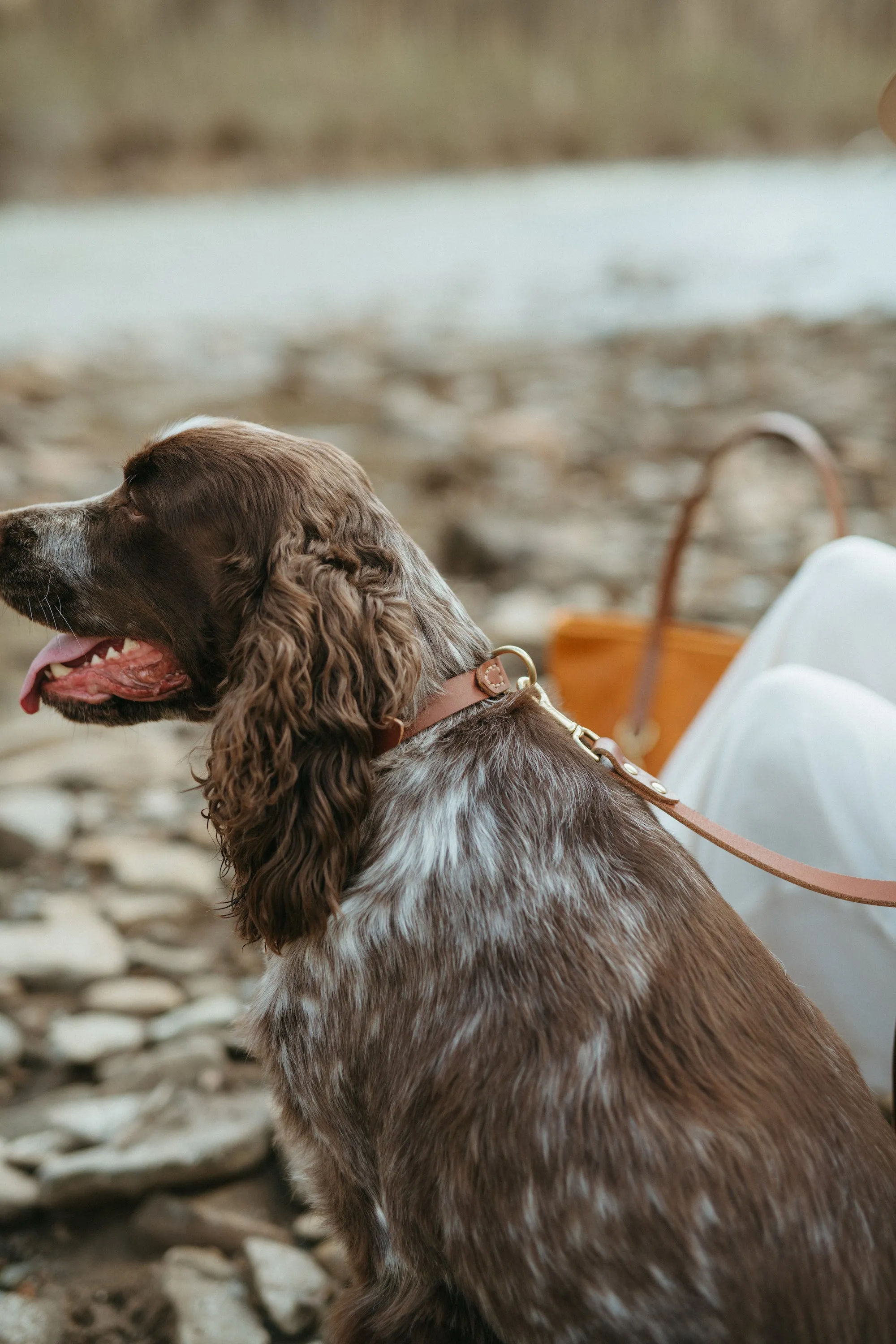 The Coco Collar