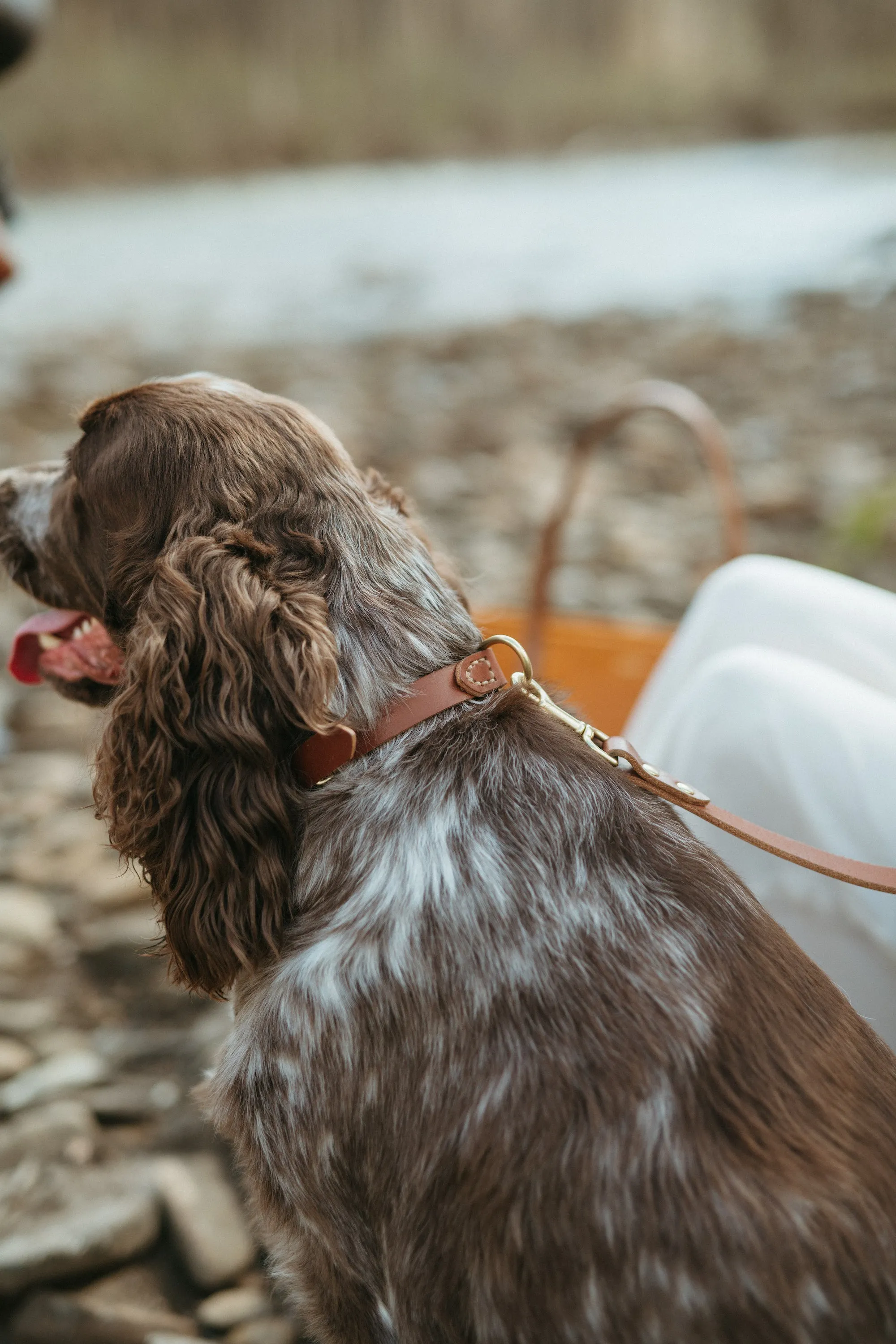 The Coco Collar